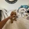 Adorable maltipoo puppy near Lansing, Michigan