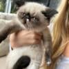 Female Exotic Shorthair - Sealpoint