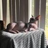 Sphynx/Bambino litter due July 14