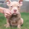 Micro/ pocket American bully