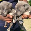 XL bully Blue Tri