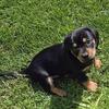 Dachshund mix puppy