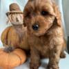 Miniature F1b Goldendoodle puppies for sale!