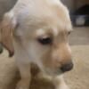 AKC Registered Yellow Female Labrador Retriever Puppies