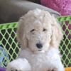 Beautiful Goldendoodles