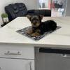 Adorable Male Yorkie