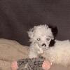 Mini poodle mix female