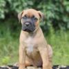 Formentino Females and Males cane corso Italian mastiff Minnesota Iowa Colorado Wisconsin