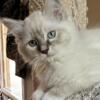 Sam Mitted Ragdoll Kitten (DOB 6-6-24)