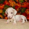 AKC Miniature Dachshund Cream Smooth Coat Female