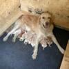 Golden Retriever puppies