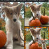 Rough Collie Puppies