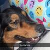 Lovable Australian Shepherd For Adoption