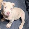 Merle XL American Bully Puppy - Male