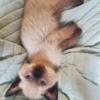 Seal point  and blue point siamese kitten's