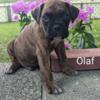 Olaf (Boxer Puppy)