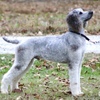 AKC Standard Poodle STUD