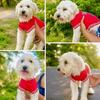 shihpoo/maltipoo