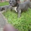 Male and female blue and blue brindle pups looking for new home