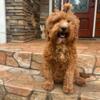 Labradoodle female 2 yr old