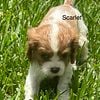 Cavalier King Charles