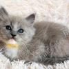 SOLD - Sweet Fluffy TICA Blue Mitted Sepia Cherubim Ragdoll Kitten DNA Health Tested