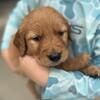 GOLDEN RETRIEVER PUPPIES