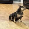 French bulldog