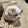 Olde English Bulldogges