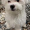 Male Purebred Maltese for rehoming