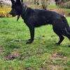 BLACK GERMAN SHEPHERD 1YR Working line DDR