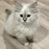 Siberian Kittens available