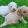 Mini Goldendoodle Males