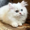 Persian kitten, cat ,12 weeks old,  pure bred Persian kittens, pure white, flat face/doll face