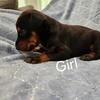 Doberman Pinscher Puppies AKC