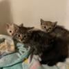 Kittens for sale Burlington nc