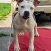 AKC Blue American Staffordshire Terrier