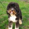 Bernedoodles-all sizes rehoming