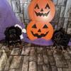 Miniature Dachshund