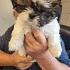 AKC Shih Tzus