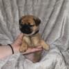 4 Baby pugs available for forever homes