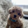 Adorable Miniature Poodle Puppies