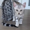 Silver Bengal Beauty Kitten Female