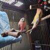 Bourke parakeets
