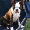 AKC Boston terriers pups for sale