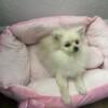 Pomeranian female puppy akc