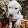 AKC Labrador Retriever Puppies