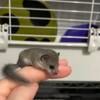 African Pygmy Dormouse 