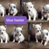 Mini/standard  blue heeler puppies 