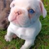 Piebald Blue Merle French bulldog male puppy